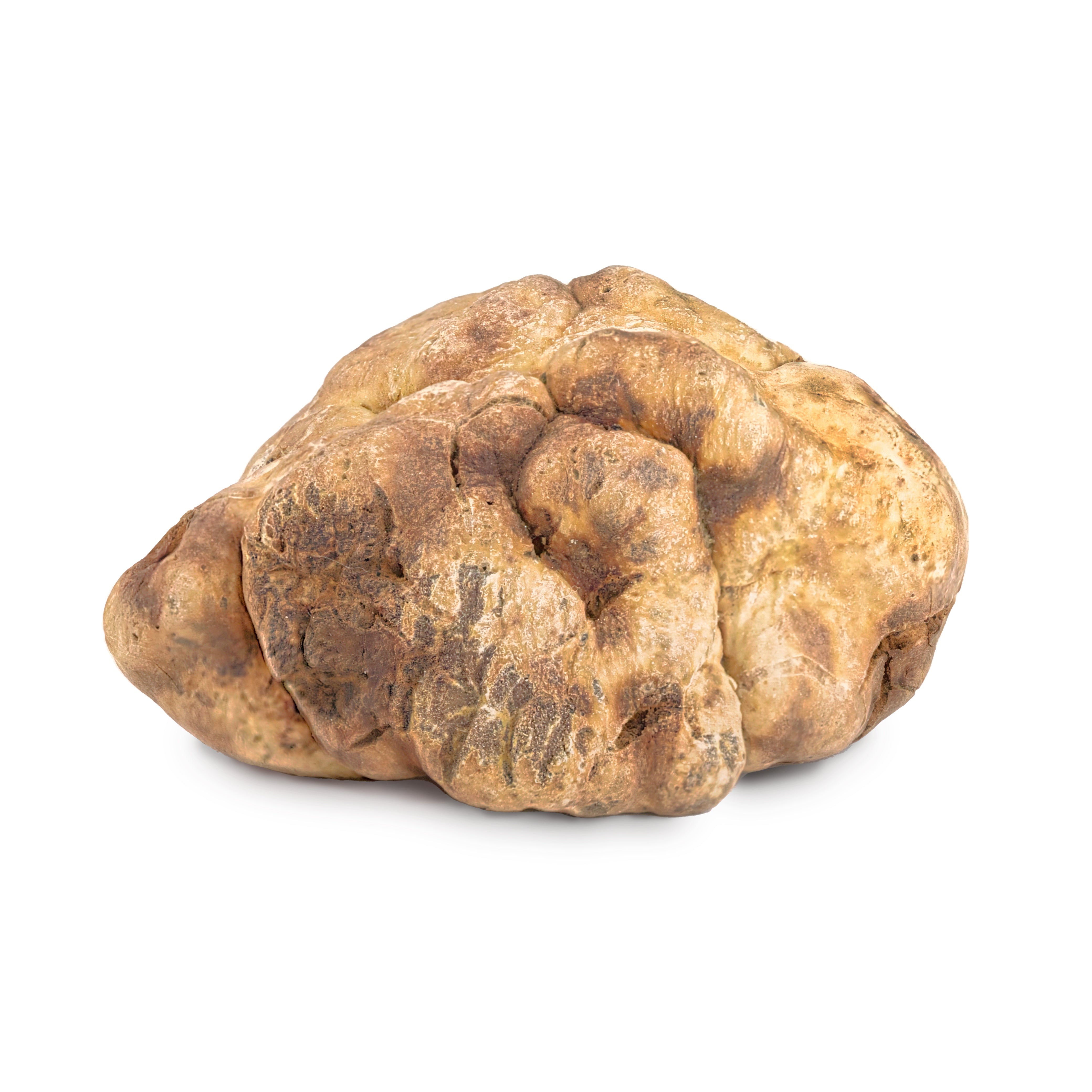 Fresh Bianchetto truffle-Tuber Borchii